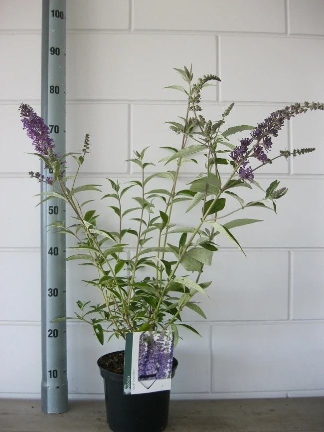 Vlinderstruik (Buddleja Davidii 'Empire Blue') 9 Vlinderstruik (Buddleja Davidii 'Empire Blue') - Afbeelding 7