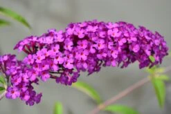 Vlinderstruik (Buddleja Davidii 'Empire Blue') 12 Vlinderstruik (Buddleja Davidii 'Empire Blue') -Tuinplanten Winkel buddleja empire blue close up