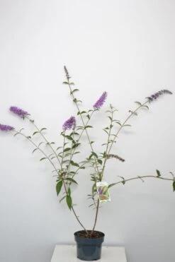 Vlinderstruik (Buddleja Davidii 'Empire Blue') 13 Vlinderstruik (Buddleja Davidii 'Empire Blue') -Tuinplanten Winkel buddleja empire blue sept23 verticaal