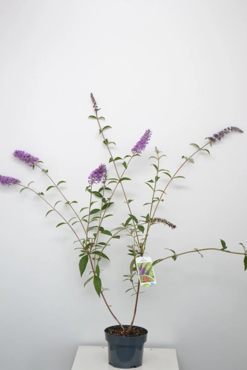 Vlinderstruik (Buddleja Davidii 'Empire Blue') 7 Vlinderstruik (Buddleja Davidii 'Empire Blue') - Afbeelding 5