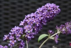 Vlinderstruik (Buddleja Free Petite 'Blue Heaven') -Tuinplanten Winkel buddleja free petite blue heaven podaras 8 11 logo