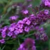 Vlinderstruik (Buddleja Davidii Free Petite® Dark Pink ) -Tuinplanten Winkel buddleja free petite dark pink podoras 10 13 1
