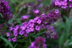 Vlinderstruik (Buddleja Davidii Free Petite® Dark Pink )