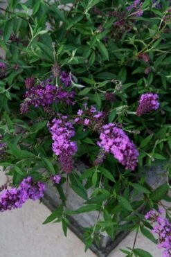Vlinderstruik (Buddleja Davidii Free Petite® Dark Pink ) -Tuinplanten Winkel buddleja free petite dark pink podoras 10 14