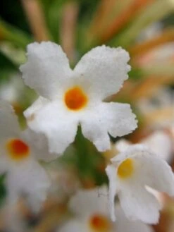Vlinderstruik (Buddleja 'Free Petite® Snow White') -Tuinplanten Winkel buddleja free petite snow white