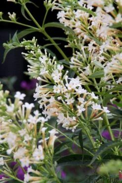 Vlinderstruik (Buddleja 'Free Petite® Snow White') -Tuinplanten Winkel buddleja free petite snow white podaras 15 08 logo