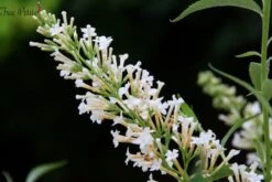 Vlinderstruik (Buddleja 'Free Petite® Snow White') -Tuinplanten Winkel buddleja free petite snow white podaras 15 09 logo
