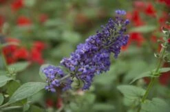 Vlinderstruik (Buddleja Free Petite 'Blue Heaven') -Tuinplanten Winkel buddleja free petite blue heaven