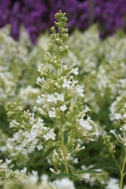 Vlinderstruik (Buddleja 'Free Petite® Snow White') -Tuinplanten Winkel buddleja free petite snow white 03