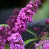 Vlinderstruik (Buddleja Davidii Petite 'Tutti Frutti') -Tuinplanten Winkel buddleja free petite tutti fruitti podoras 13 7