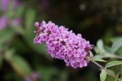 Vlinderstruik (Buddleja 'Lilac Chip') -Tuinplanten Winkel buddleja lilac chip 3