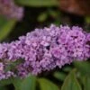 Vlinderstruik (Buddleja 'Lilac Chip') -Tuinplanten Winkel buddleja lilac chip 4