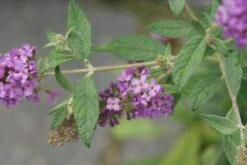 Vlinderstruik (Buddleja 'Lilac Chip') -Tuinplanten Winkel buddleja lilac chip 8