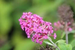 Vlinderstruik (Buddleja 'Miss Ruby') -Tuinplanten Winkel buddleja miss ruby 5
