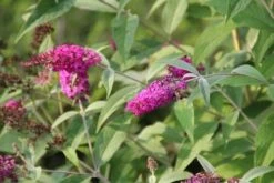 Vlinderstruik (Buddleja 'Miss Ruby') -Tuinplanten Winkel buddleja miss ruby 7