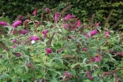 Vlinderstruik (Buddleja 'Miss Ruby') -Tuinplanten Winkel buddleja miss ruby 8