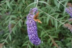 Vlinderstruik (Buddleja Davidii 'Nanho Blue') -Tuinplanten Winkel buddleja nanhoensis nanho blue 1