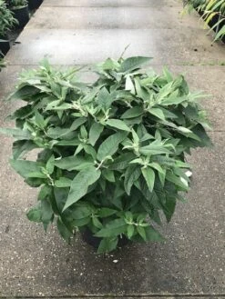 Vlinderstruik (Buddleja 'Rocketstar Indigo') 7 Vlinderstruik (Buddleja 'Rocketstar Indigo') -Tuinplanten Winkel buddleja rocketstar indigo c20