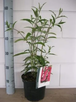 Vlinderstruik (Buddleja Davidii 'Royal Red') 10 Vlinderstruik (Buddleja Davidii 'Royal Red') -Tuinplanten Winkel buddleja royal red c3 10 7 2016