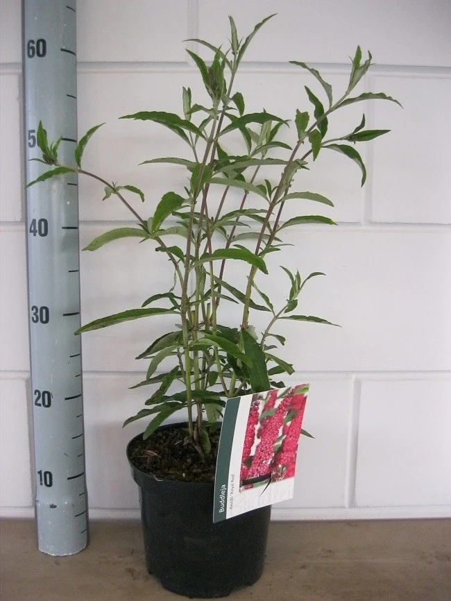 Vlinderstruik (Buddleja Davidii 'Royal Red') 6 Vlinderstruik (Buddleja Davidii 'Royal Red') - Afbeelding 4