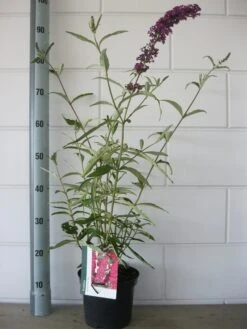Vlinderstruik (Buddleja Davidii 'Royal Red') 11 Vlinderstruik (Buddleja Davidii 'Royal Red') -Tuinplanten Winkel buddleja royal red c3 bloem 19 7 2016
