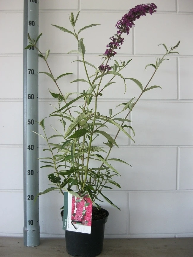 Vlinderstruik (Buddleja Davidii 'Royal Red') 7 Vlinderstruik (Buddleja Davidii 'Royal Red') - Afbeelding 5