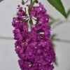 Vlinderstruik (Buddleja Davidii 'Royal Red') 2 Vlinderstruik (Buddleja Davidii 'Royal Red') -Tuinplanten Winkel buddleja royal red close up sept23