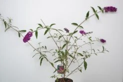 Vlinderstruik (Buddleja Davidii 'Royal Red') 9 Vlinderstruik (Buddleja Davidii 'Royal Red') -Tuinplanten Winkel buddleja royal red sept23