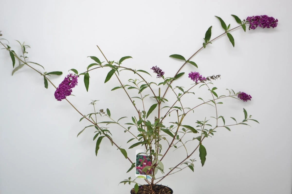 Vlinderstruik (Buddleja Davidii 'Royal Red') 5 Vlinderstruik (Buddleja Davidii 'Royal Red') - Afbeelding 3