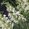 Vlinderstruik (Buddleja 'Free Petite® Snow White') -Tuinplanten Winkel buddleja snow white 01 300dpi