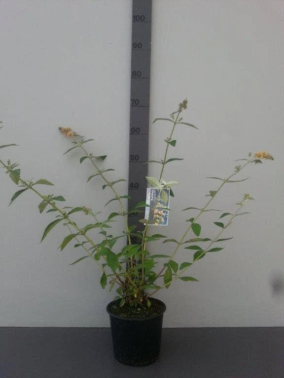 Vlinderstruik (Buddleja Weyeriana 'Sungold') 5 Vlinderstruik (Buddleja Weyeriana 'Sungold') - Afbeelding 3