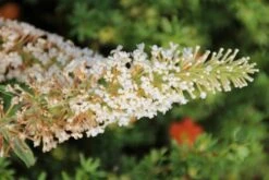 Vlinderstruik (Buddleja 'White Ball') -Tuinplanten Winkel buddleja white ball 1