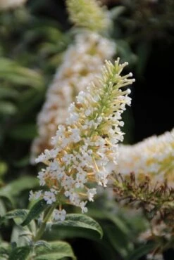 Vlinderstruik (Buddleja 'White Ball') -Tuinplanten Winkel buddleja white ball 2