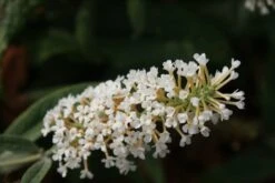 Vlinderstruik (Buddleja 'White Ball') -Tuinplanten Winkel buddleja white ball 5