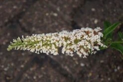 Vlinderstruik (Buddleja 'White Ball') -Tuinplanten Winkel buddleja white ball 8