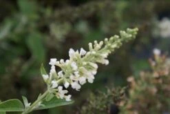Vlinderstruik (Buddleja 'White Chip') -Tuinplanten Winkel buddleja white chip 1