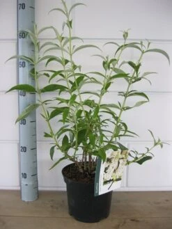 Vlinderstruik (Buddleja Davidii 'White Profusion') -Tuinplanten Winkel buddleja white profusion c3 10 7 2016