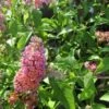 Vlinderstruik (Buddleja 'Flower Power') -Tuinplanten Winkel buddlejaflowerpower01