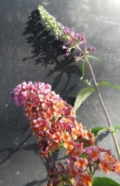 Vlinderstruik (Buddleja 'Flower Power') 9 Vlinderstruik (Buddleja 'Flower Power') -Tuinplanten Winkel buddlejaflowerpower03