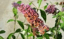Vlinderstruik (Buddleja 'Flower Power') 10 Vlinderstruik (Buddleja 'Flower Power') -Tuinplanten Winkel buddlejaflowerpower04