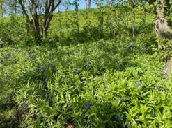 Ruw Parelzaad (Buglossoides Purpurocaerulea) 7 Ruw Parelzaad (Buglossoides Purpurocaerulea) -Tuinplanten Winkel buglossoides purpurocaerulea2