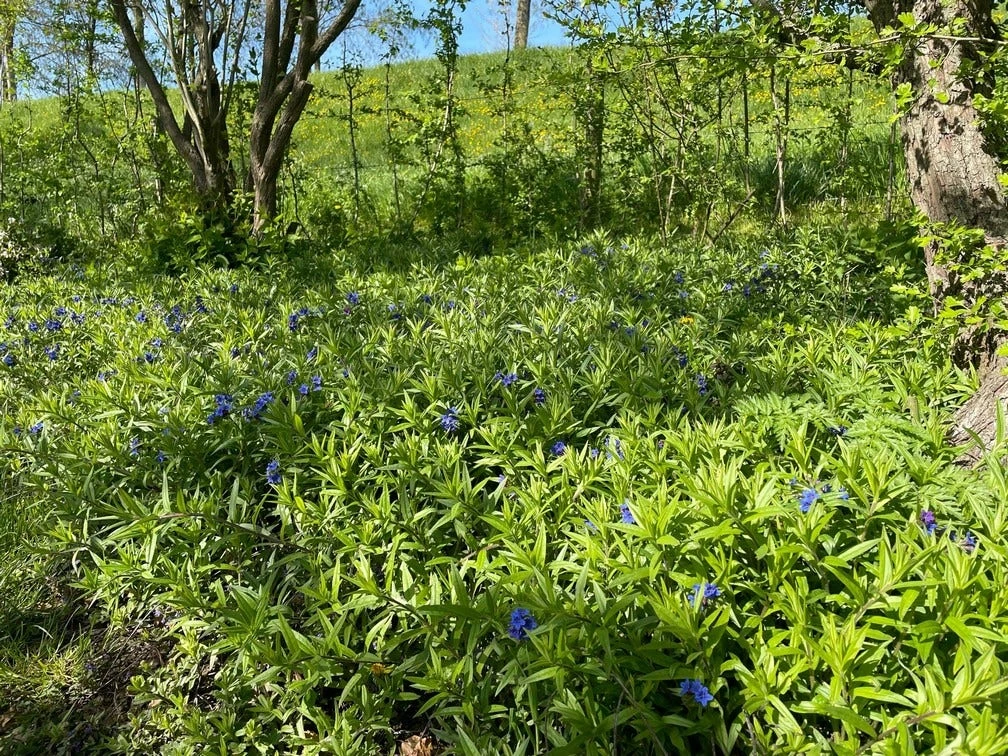 Ruw Parelzaad (Buglossoides Purpurocaerulea) 5 Ruw Parelzaad (Buglossoides Purpurocaerulea) - Afbeelding 3