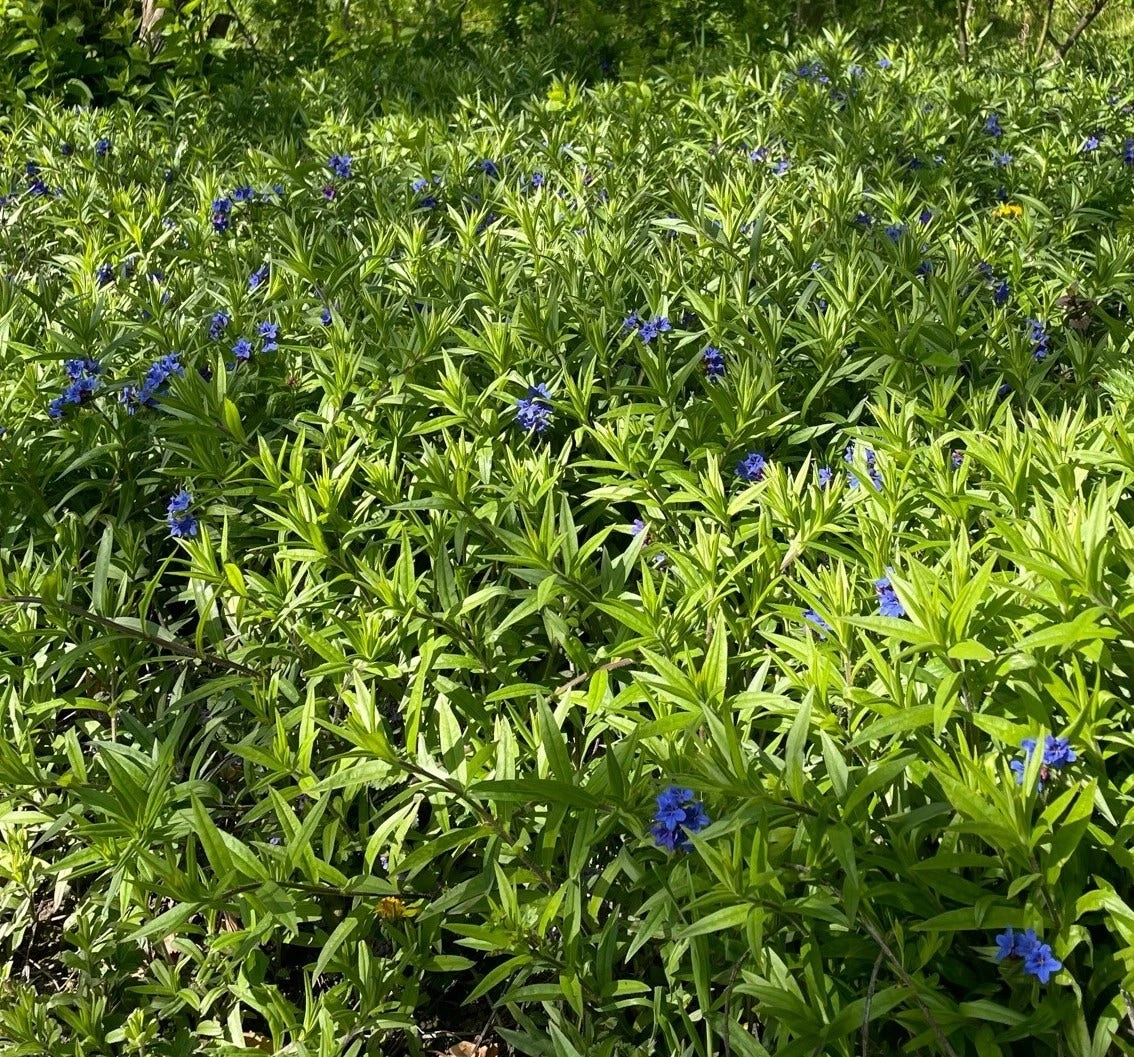 Ruw Parelzaad (Buglossoides Purpurocaerulea) 4 Ruw Parelzaad (Buglossoides Purpurocaerulea) - Afbeelding 2