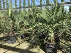 Geleipalm (Butia Capitata) -Tuinplanten Winkel butia capitata cocos australis 1