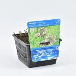 Zwanebloem (Butomus Umbellatus) 13 Zwanebloem (Butomus Umbellatus) -Tuinplanten Winkel butomus umballatus 18x18 20180403184638