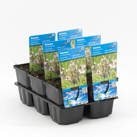 Zwanebloem (Butomus Umbellatus) 7 Zwanebloem (Butomus Umbellatus) - Afbeelding 5