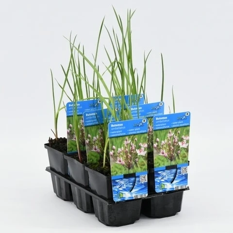 Zwanebloem (Butomus Umbellatus) 9 Zwanebloem (Butomus Umbellatus) - Afbeelding 7