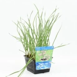 Zwanebloem (Butomus Umbellatus) 15 Zwanebloem (Butomus Umbellatus) -Tuinplanten Winkel butomus umballatus 20180425120743