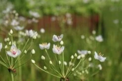 Zwanebloem (Butomus Umbellatus) 12 Zwanebloem (Butomus Umbellatus) -Tuinplanten Winkel butomus umbellatus 3 0.8 aqua sifra
