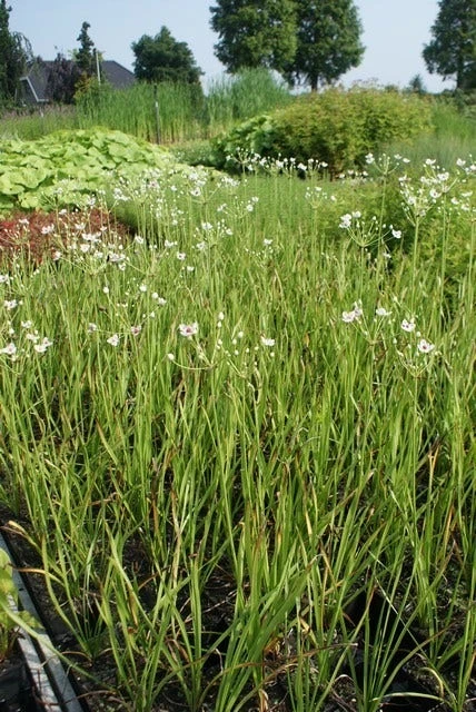 Zwanebloem (Butomus Umbellatus) 4 Zwanebloem (Butomus Umbellatus) - Afbeelding 2